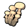 有毒簇生菇